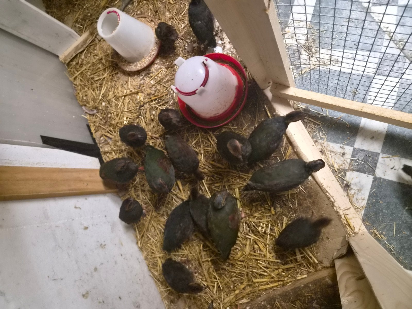 roul rorul, Dieren en Toebehoren, Meerdere dieren
