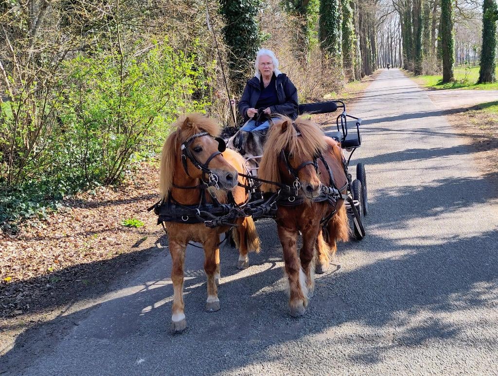 stalling en weidegang gezocht, Dieren en Toebehoren, Weidegang