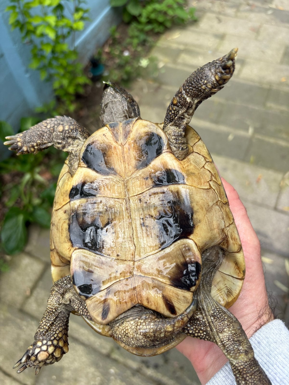 Griekse landschildpad 2015 man Tortoise - male for sale from Lotus
