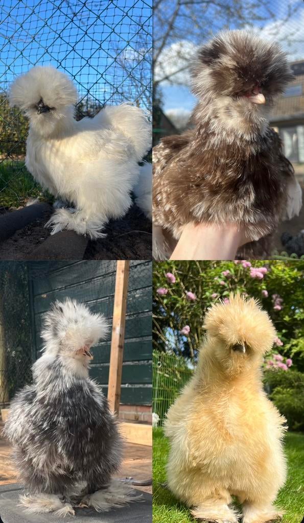 Broedeieren mix van vier kleursoorten USA zijdehoen(der), Dieren en Toebehoren, Meerdere dieren, Kip