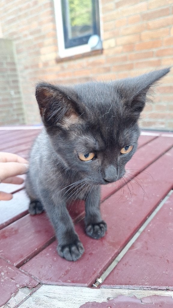 Kittens, Poes, 0 tot 2 jaar