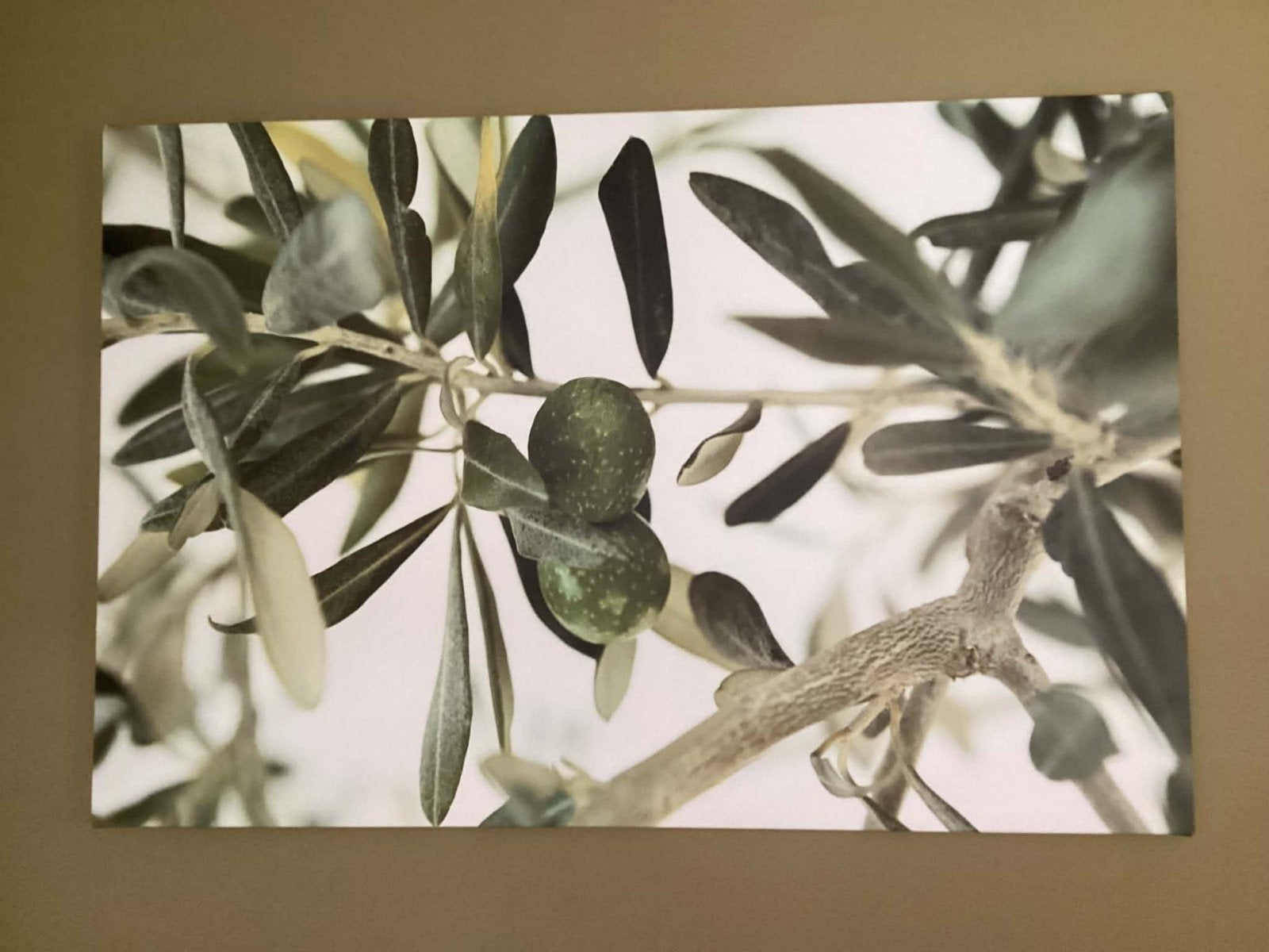 Olijftak met olijven - Canvas print, Ophalen, 50 – 75, Gebruikt, Print