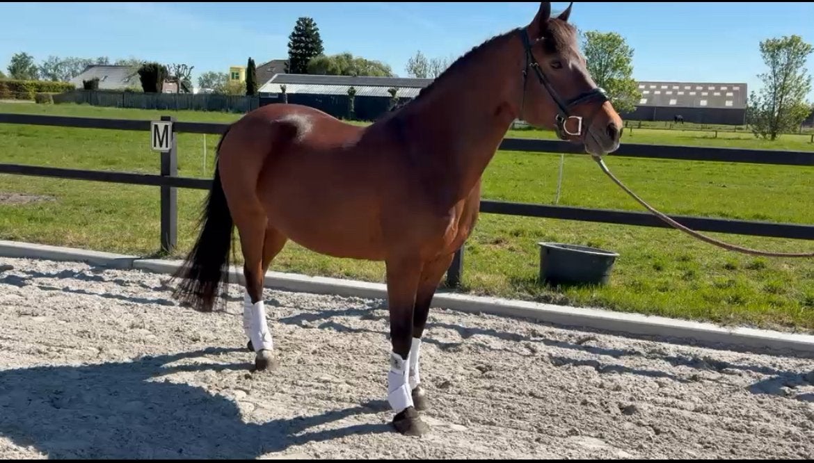 Knappe D pony te koop, Dressuurpony, M, 11 jaar of ouder, D pony (1.37m tot 1.48m)