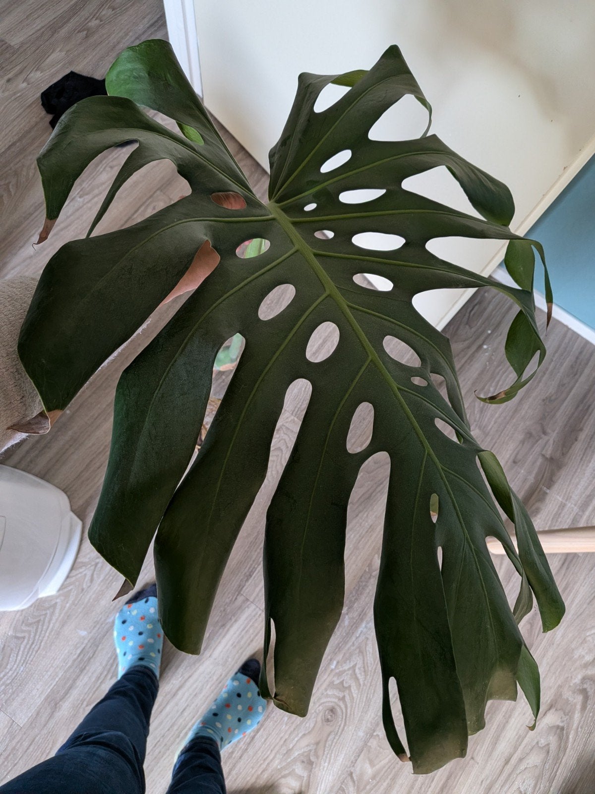 Monstera Deliciosa stek met luchtwortels, Vaste plant, Bloeit niet, Halfschaduw, Ophalen