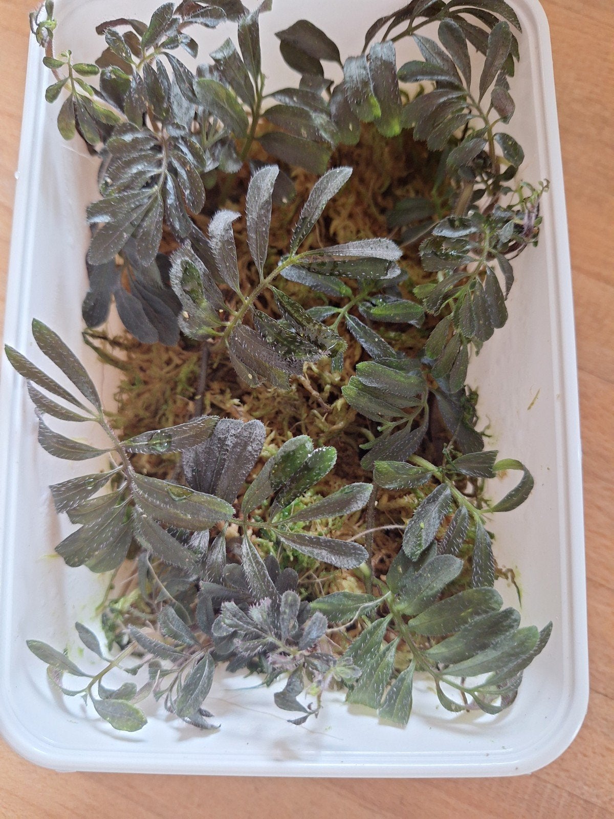 Solanum uleanum, Ophalen of Verzenden, Halfschaduw, Minder dan 100 cm