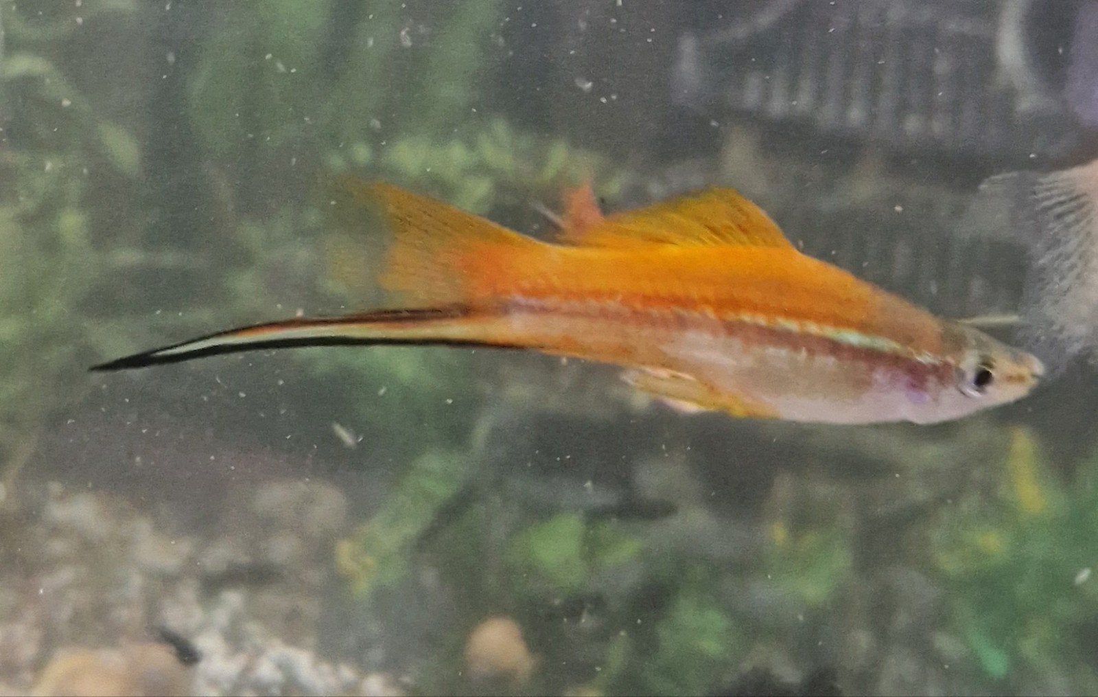 Zwaarddragers, Vis