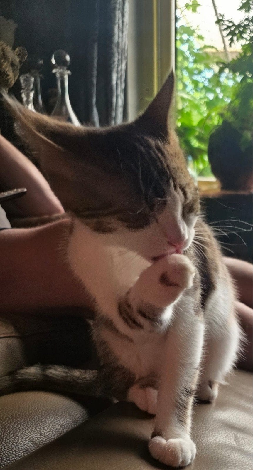 Amy Maine coon kitten mag verhuizen, Poes