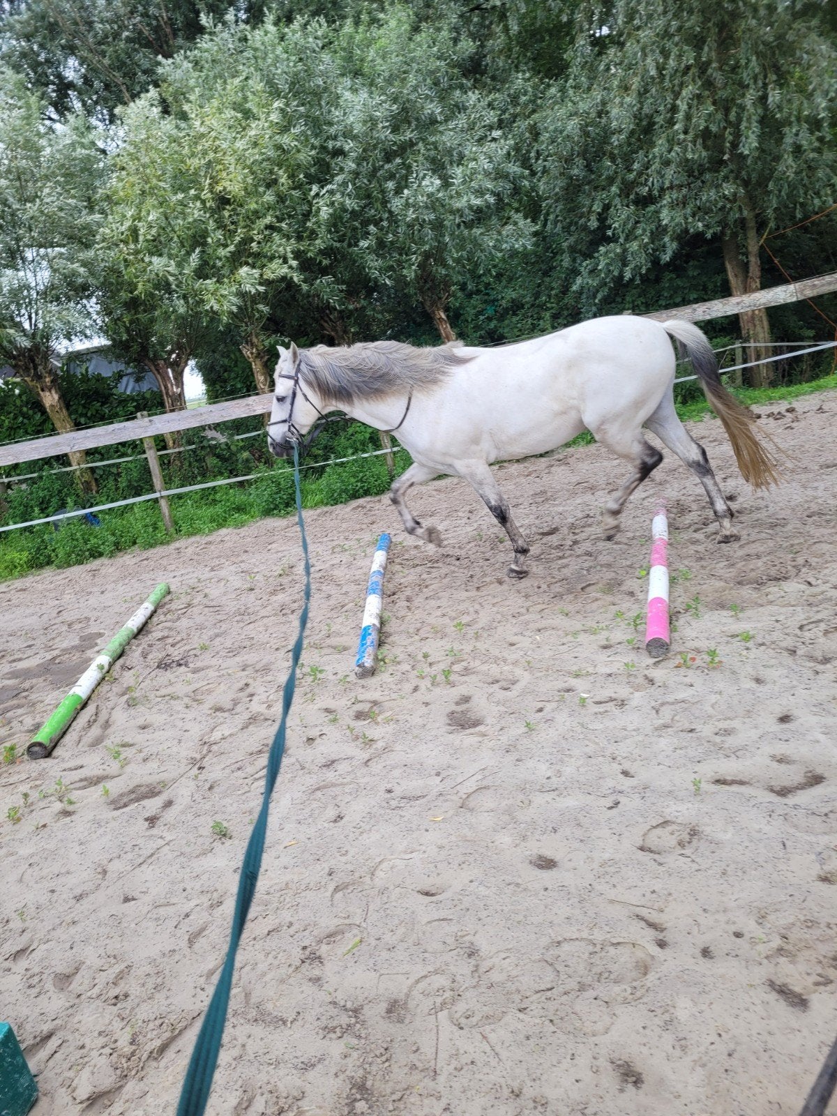 paardrijles, instructie aangeboden, Paardrijles of Ponykampen