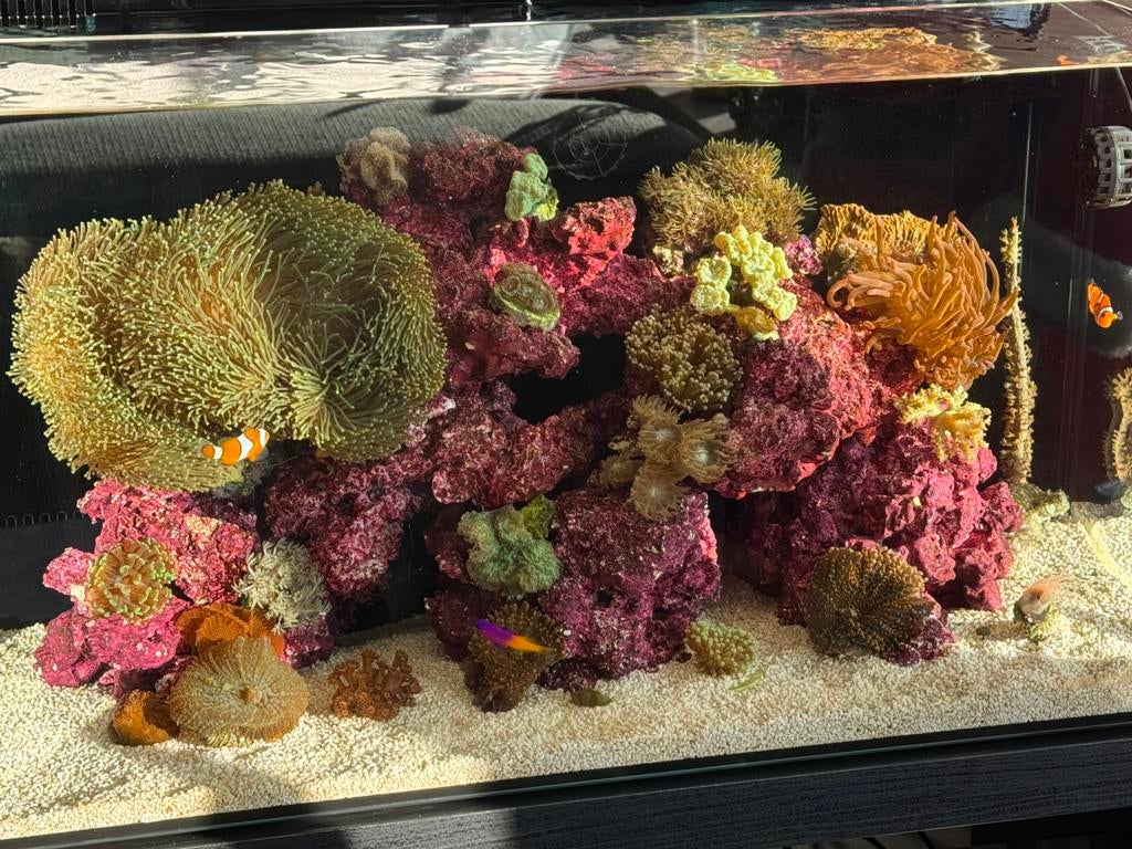 Zeeaquarium plug-and-play, Dieren en Toebehoren, Vissen | Aquaria en Toebehoren, Ophalen, Leeg aquarium