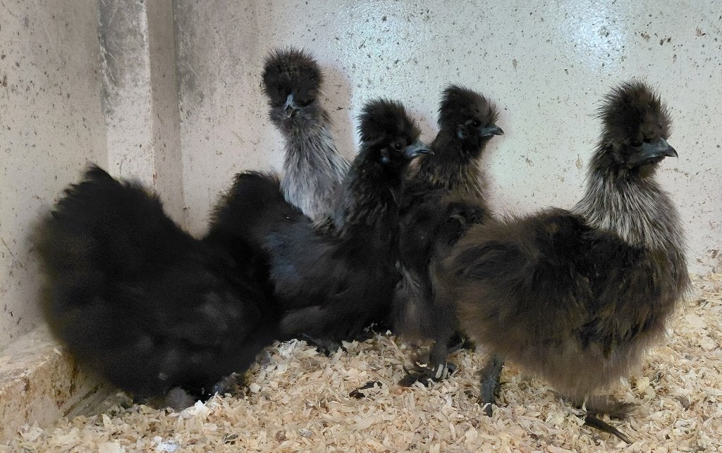 5 zijdehoen kriel hennen, Dieren en Toebehoren, Pluimvee, Vrouwelijk, Kip