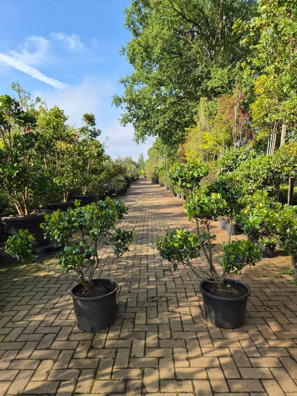 Ligustrum Texanum Bonsai - Japanse Liguster, Tuin en Terras, Ophalen
