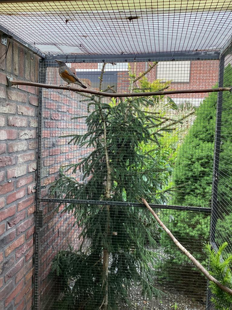 Prachtige grijskaplijster man geringd 2025, Dieren en Toebehoren, Mannelijk, Geringd