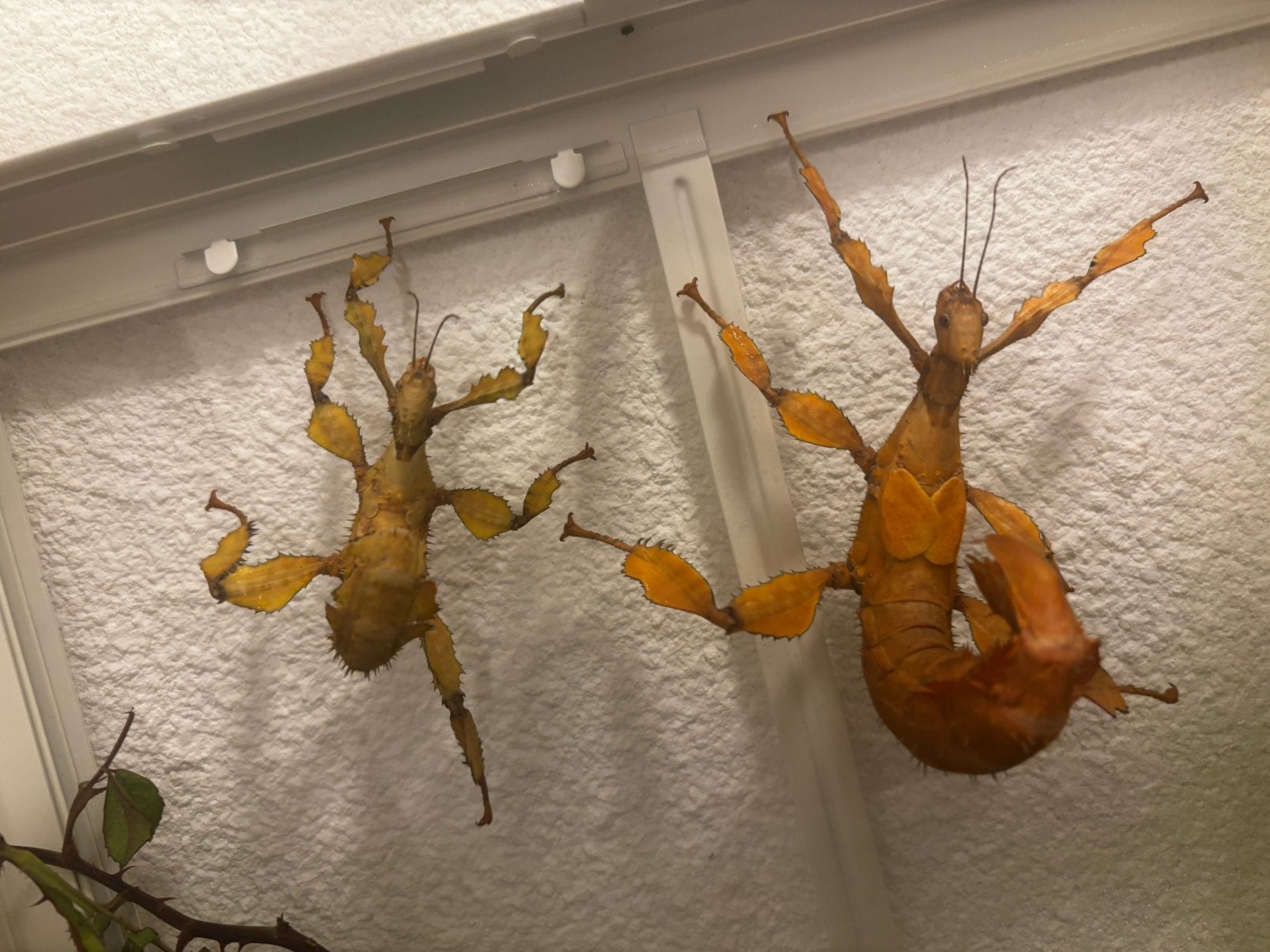 Australische Flappentak nimfen