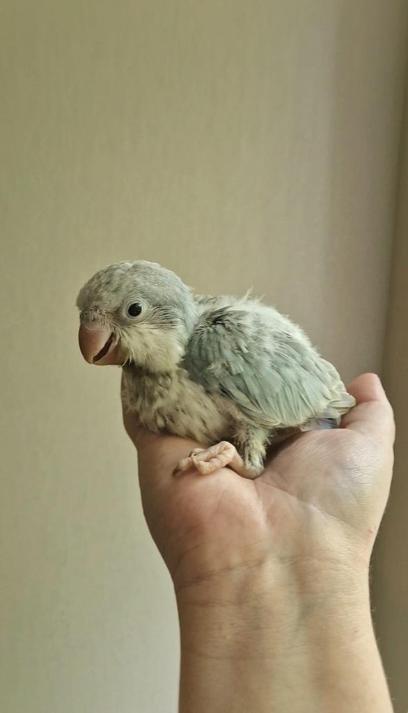 Jonge muisparkieten in diverse kleuren, Meerdere dieren, Parkiet, Pratend