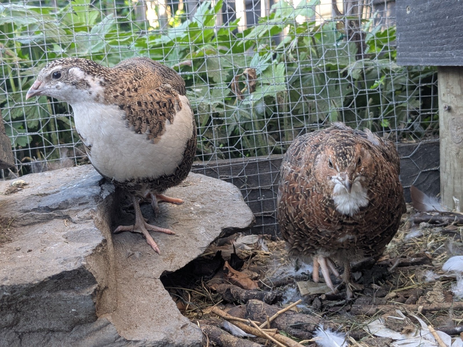 broedeieren Celadon kwartels, Dieren en Toebehoren, Geslacht onbekend, Overige soorten