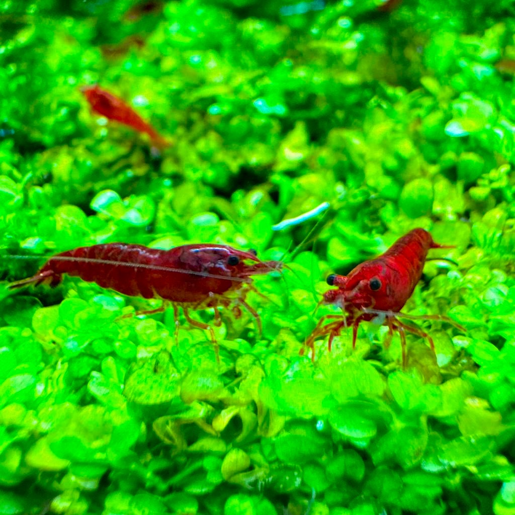 Bloody Mary neocaridina granaal., Ophalen of Verzenden, Nieuw, Overige typen