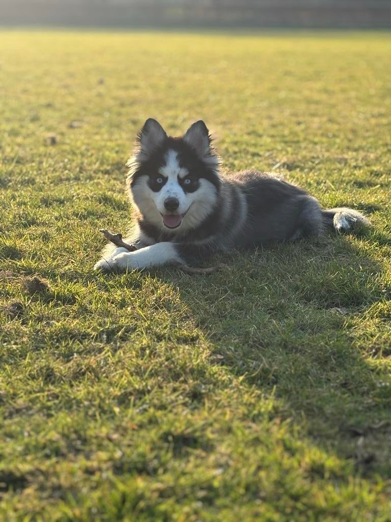 Pomsky pup 7 maanden, Parvo, 15 weken tot 1 jaar, Reu, Eén hond