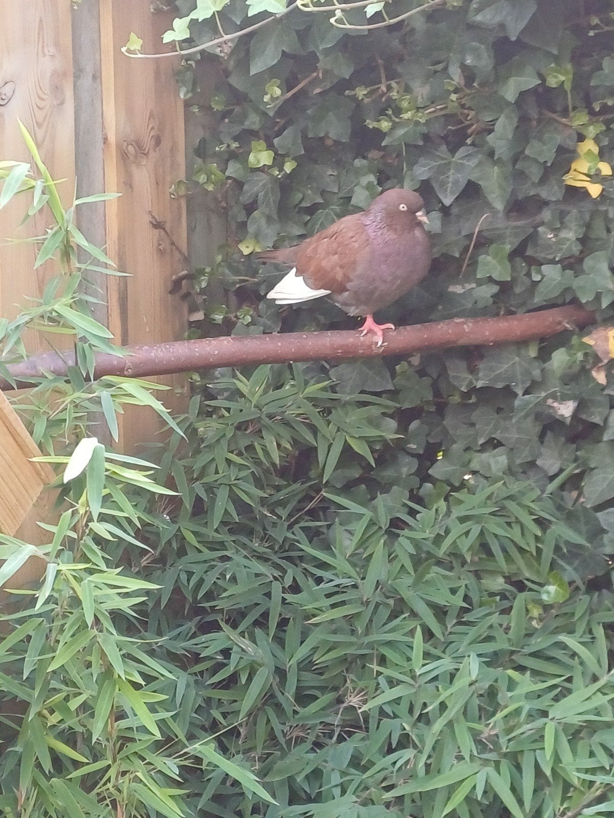 duif doffer, Dieren en Toebehoren, Mannelijk