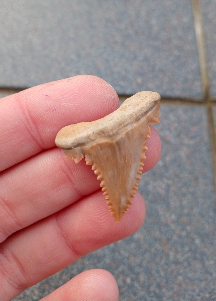 Top Palaeocarcharodon haaientand fossiel uit Marokko., Ophalen of Verzenden, Fossiel