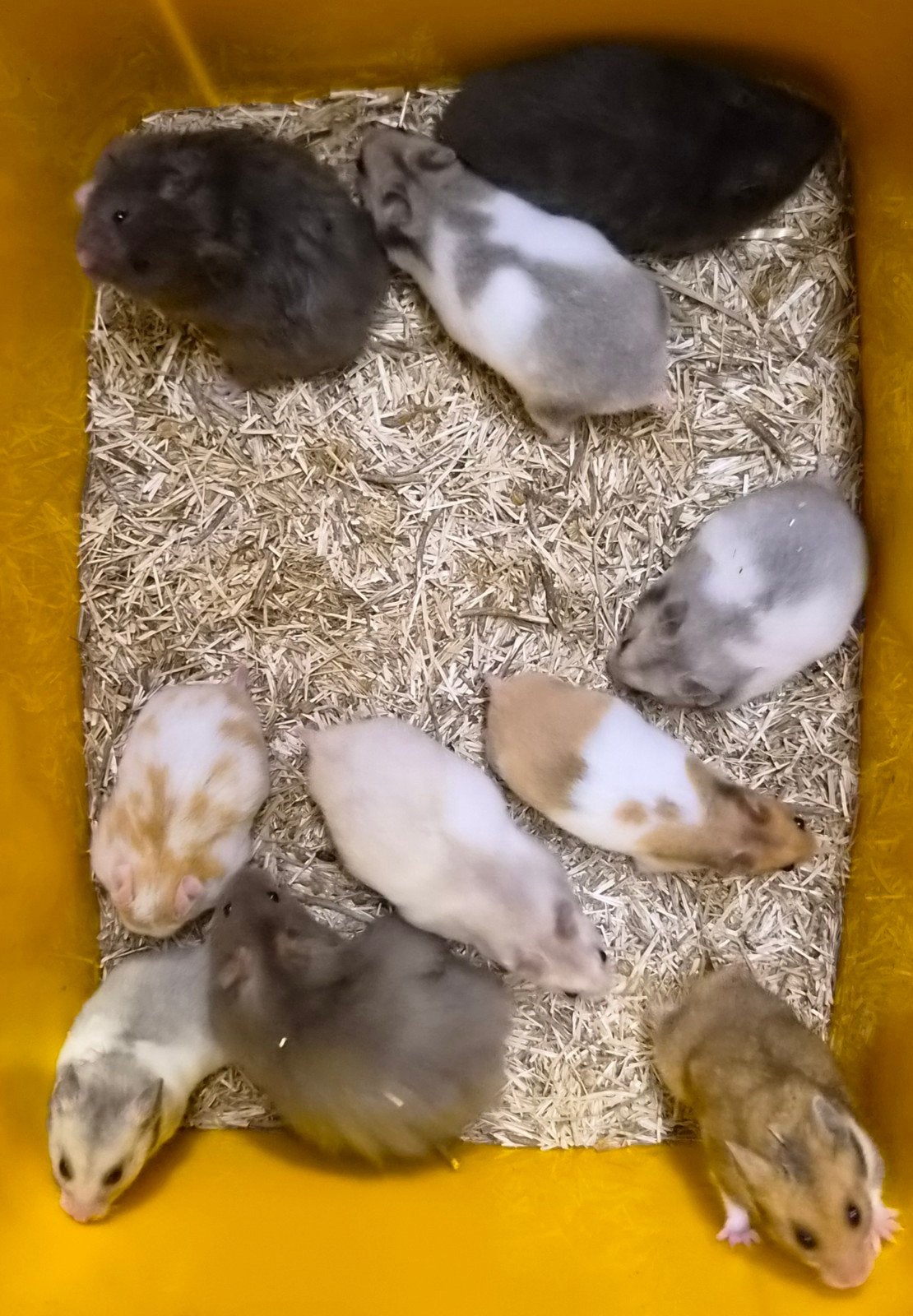 Syrische hamsters (goudhamsters) jong verschillende kleuren, Dieren en Toebehoren, Hamster, Augustus, Meerdere dieren, Tam