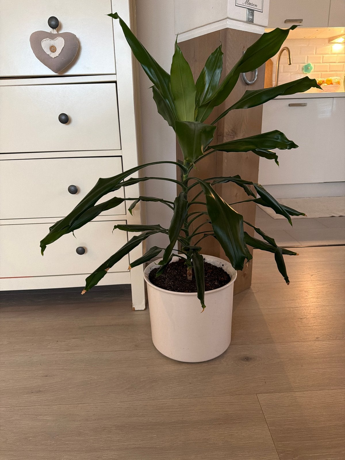 Grote Dracaena plant in pot, Ophalen, 100 tot 150 cm, Overige soorten, Halfschaduw