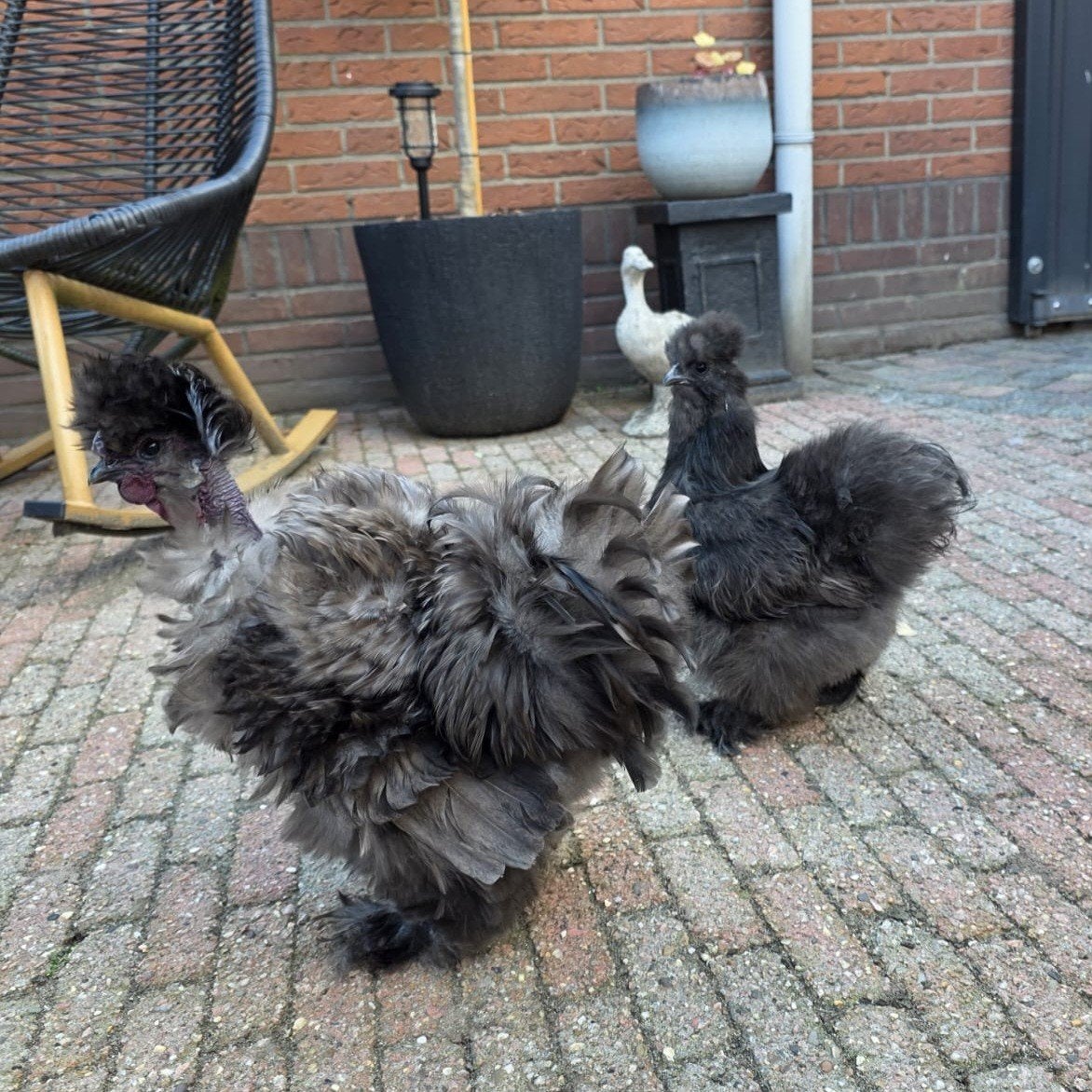 USA Zijdehoen Showgirl Naakthals krulveer haan + hen blauw, Meerdere dieren, Kip