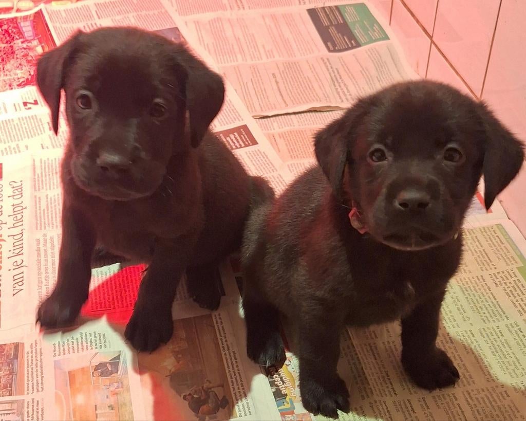 Labrador pups zoeken een huisje, Nederland, HCC (leverziekte), 8 tot 15 weken, Labrador retriever