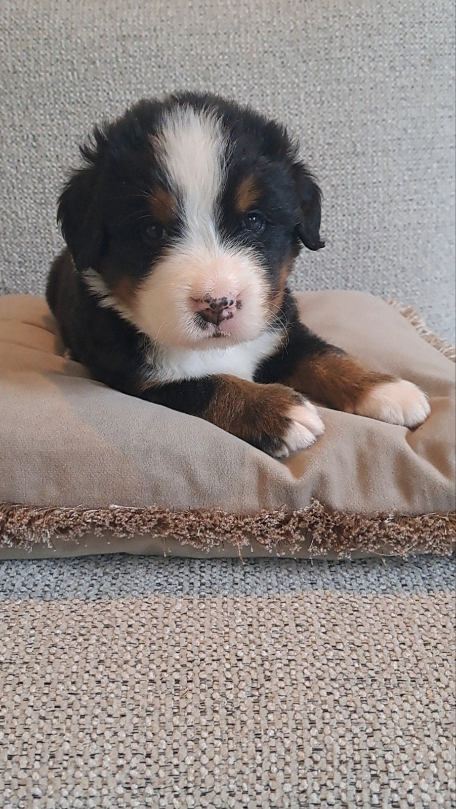 Berner Sennen Reutje, Dieren en Toebehoren, Reu, Eén hond, HCC (leverziekte), Nederland