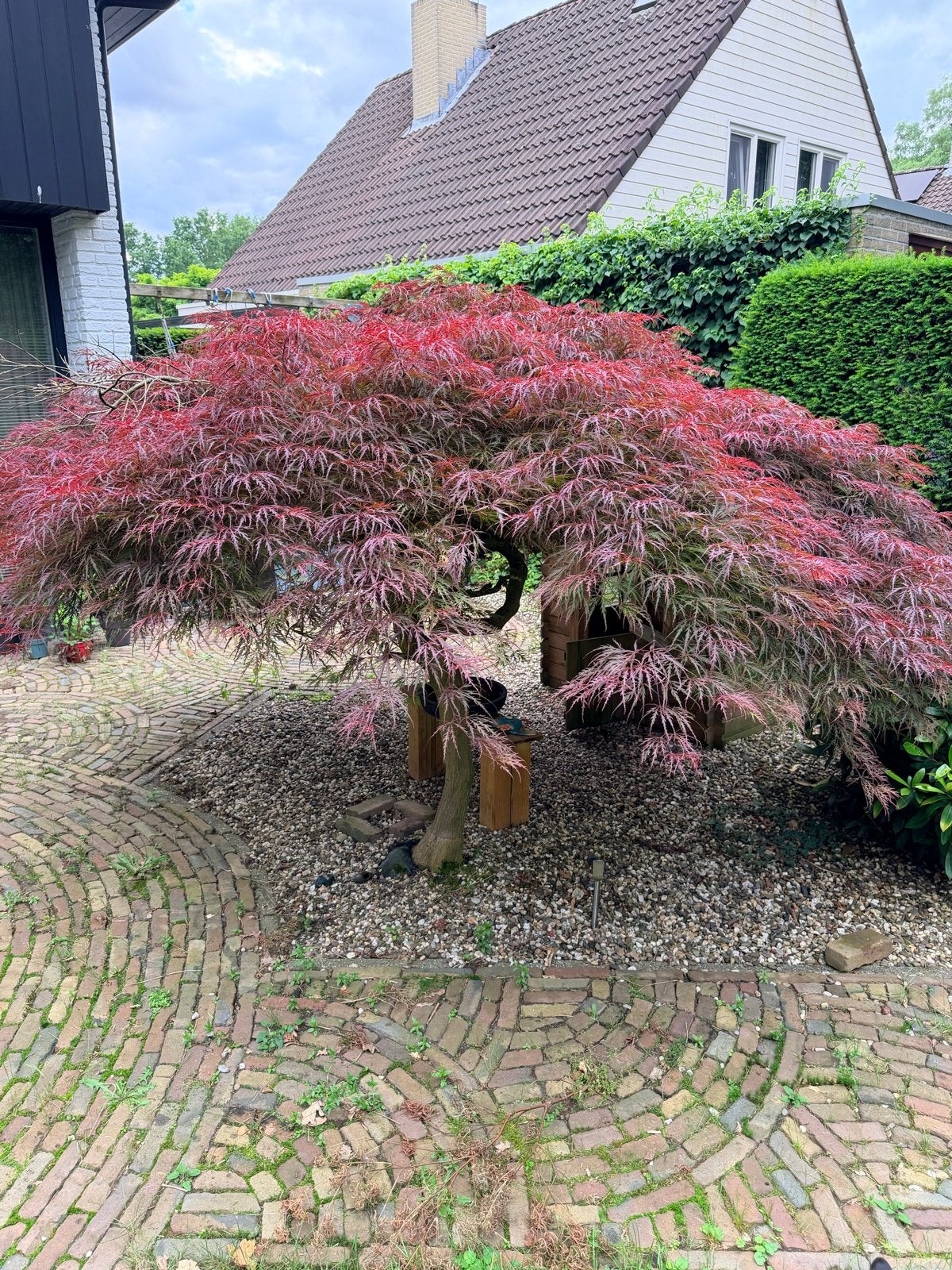Prachtige Japanse Esdoorn (Acer Palmatum Dissectum), Tuin en Terras, Planten | Bomen, Ophalen, Bloeit niet, Halfschaduw, Overige soorten