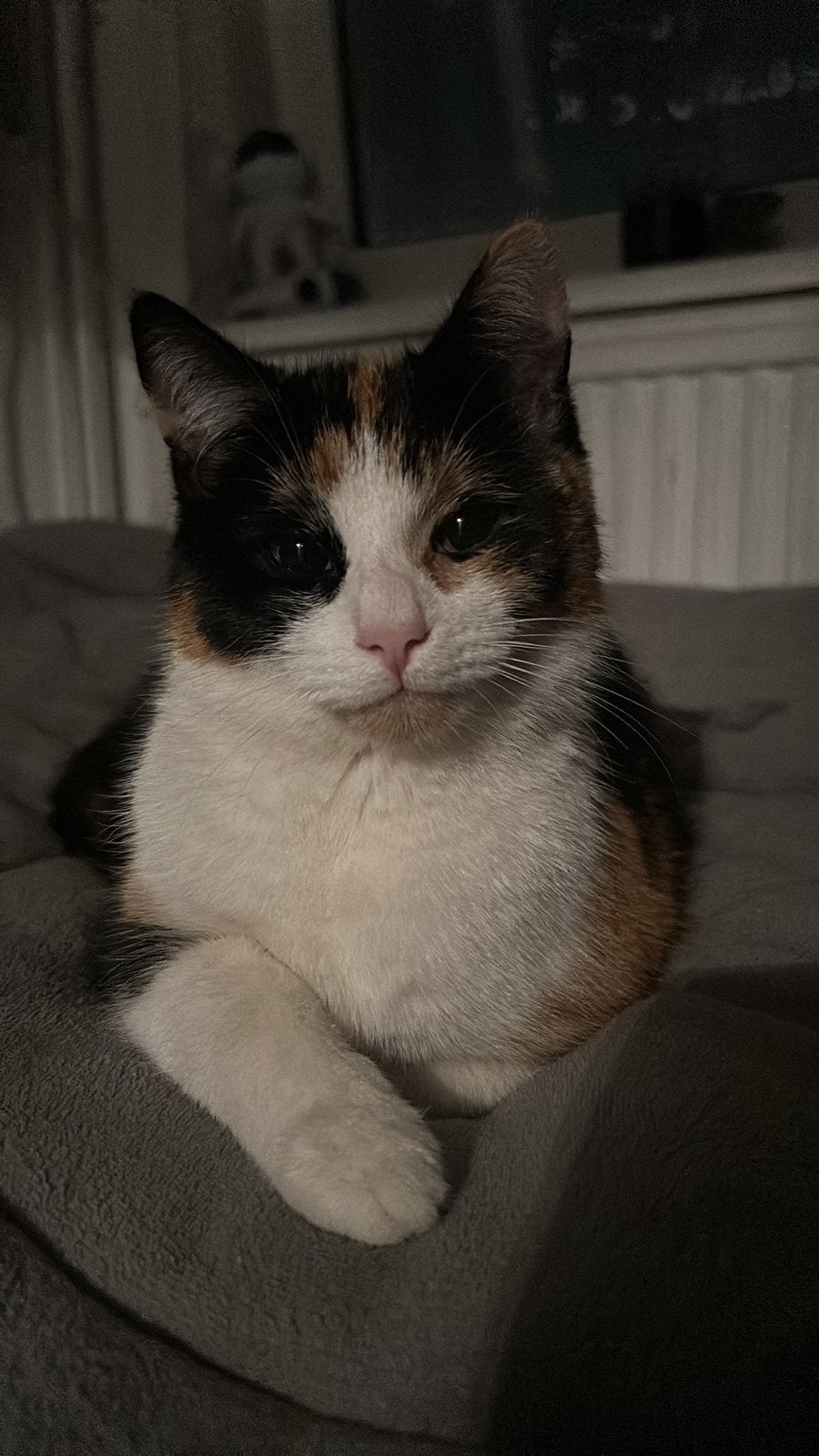 Nieuw huisje gezocht voor onze Amy, Dieren en Toebehoren, Katten en Kittens | Overige Katten, Poes