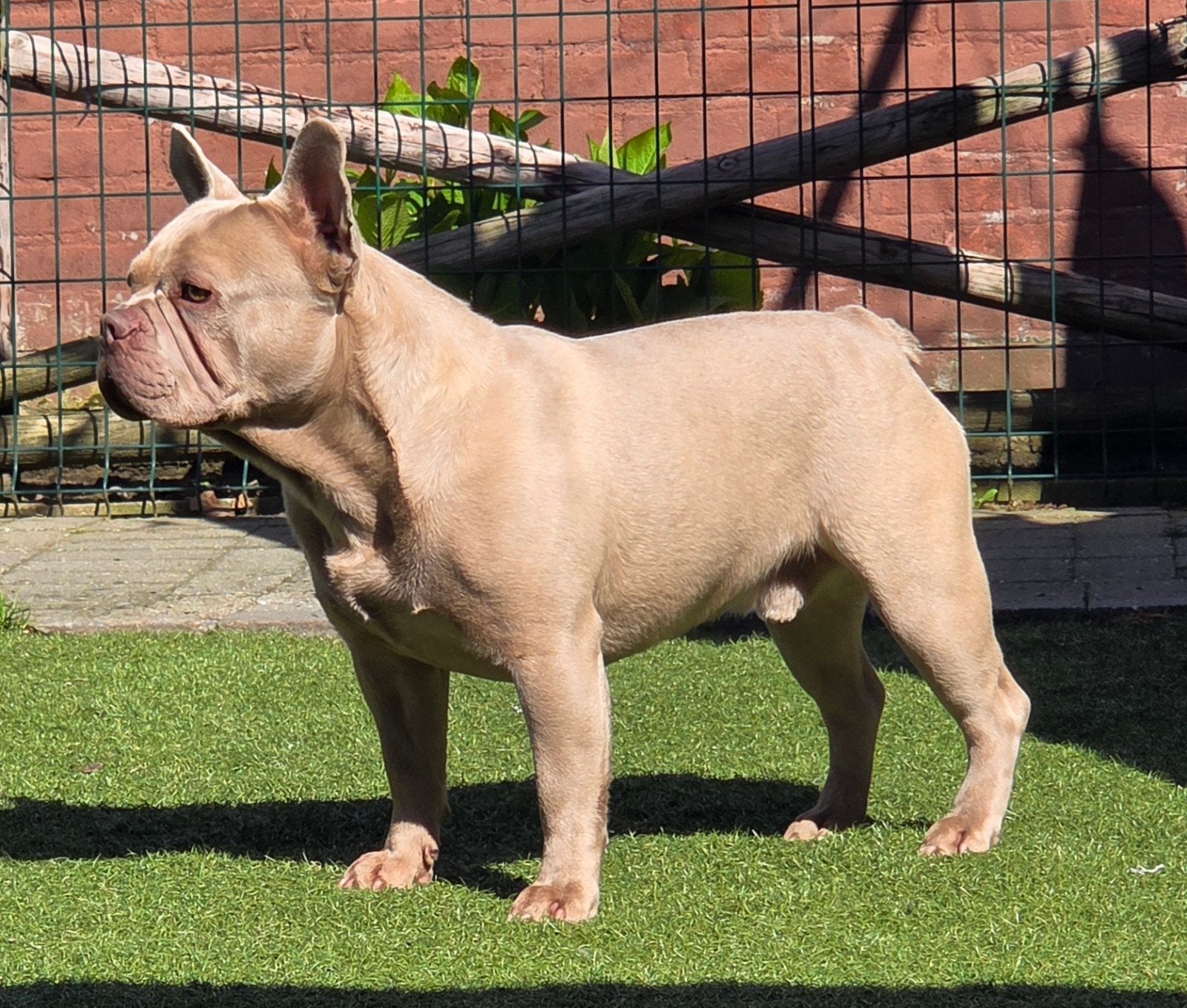 Kendji franse bulldog dek reu, Nederland, Reu, Parvo, Meerdere
