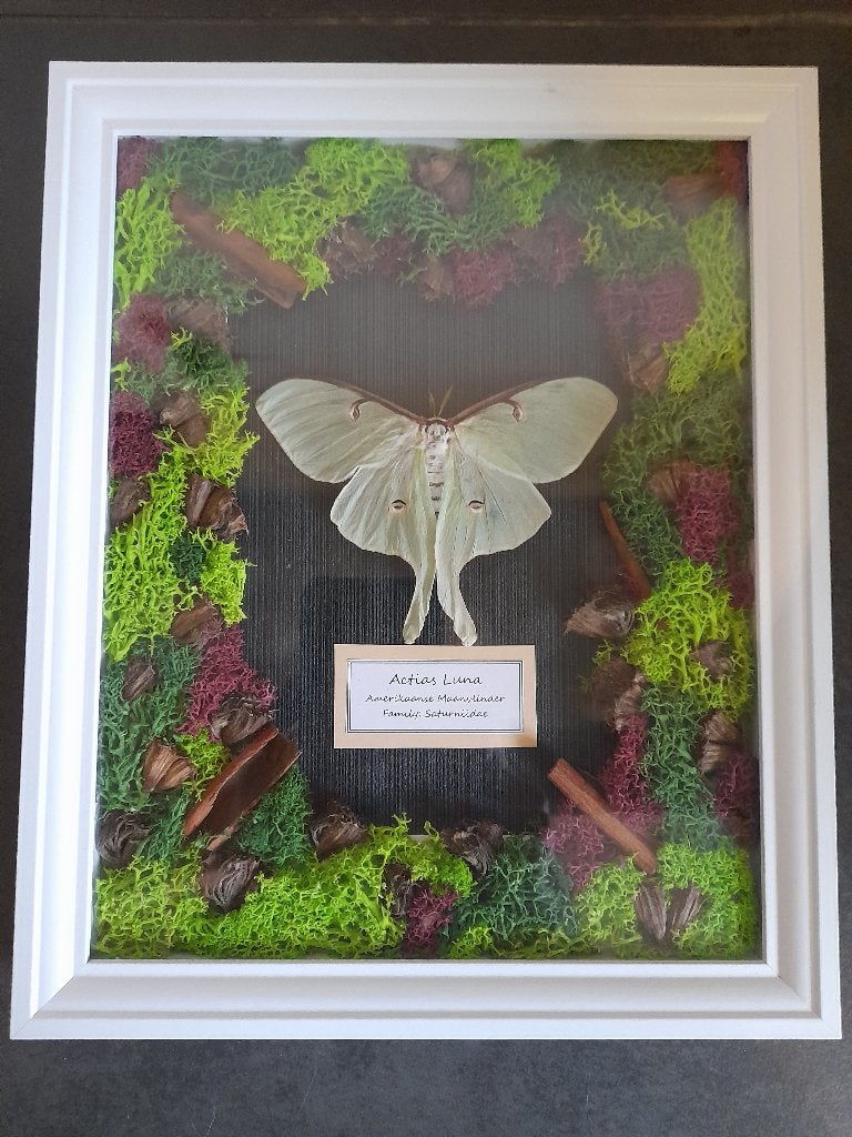 Actias Luna (Amerikaanse Maanvlinder), Ophalen, Nieuw, Overige soorten, Opgezet dier