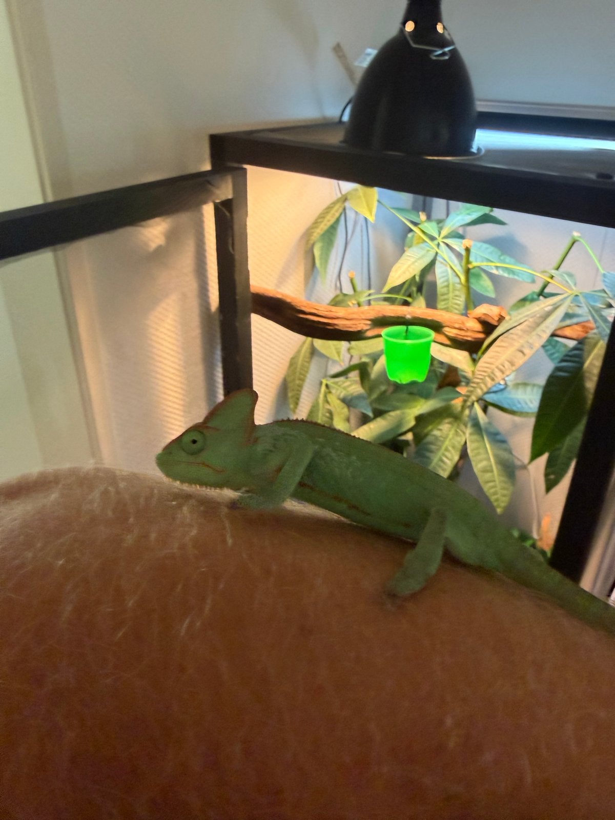 Jemen kameleon 20/08/2026 geslacht onbekend zonder terrarium Chameleon - unknown for sale from zeex