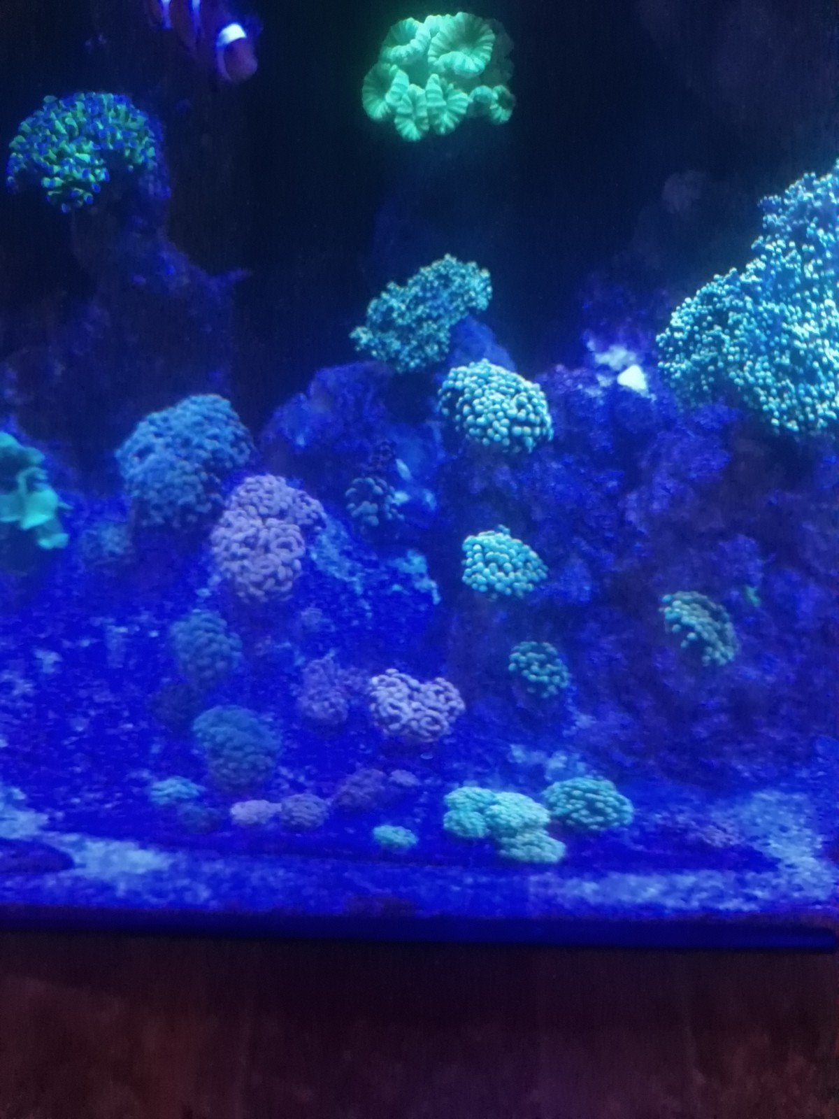 Koraal stekjes groot klein en veel verschillende kleuren, Dieren en Toebehoren, Vissen | Aquariumvissen