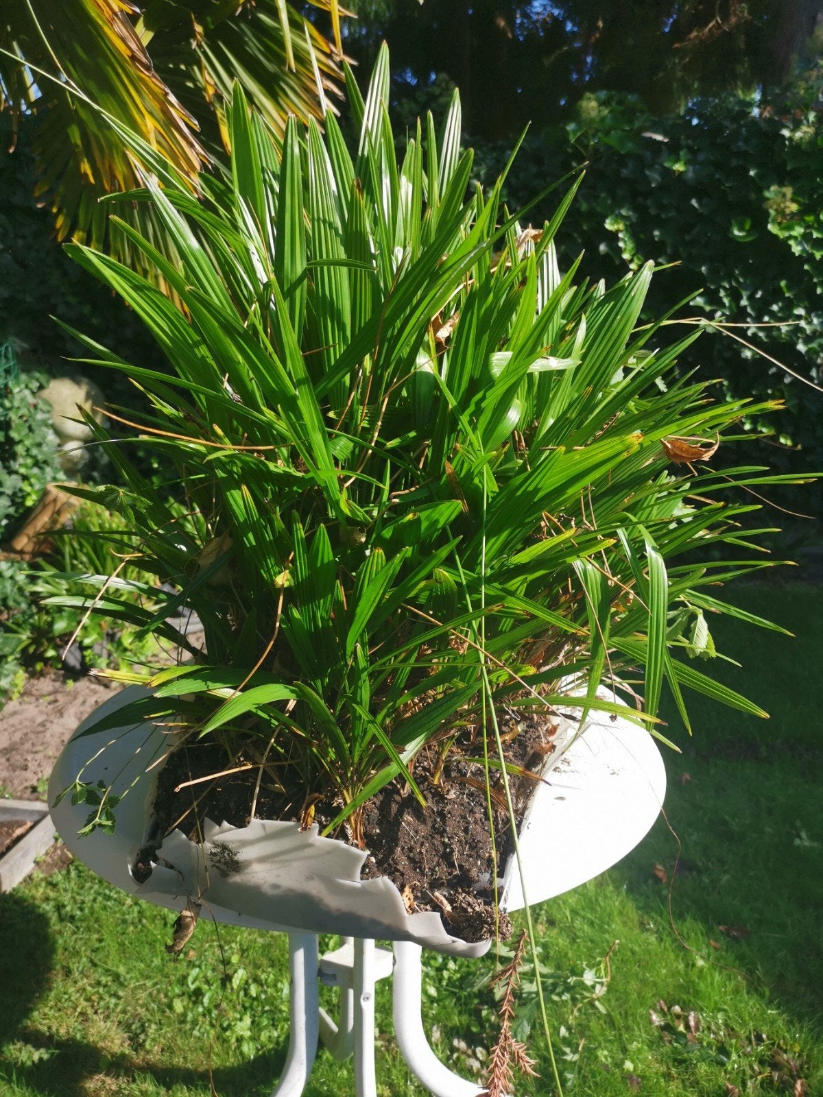 palmboom. winterhard, Tuin en Terras, Ophalen, Overige soorten, Volle zon