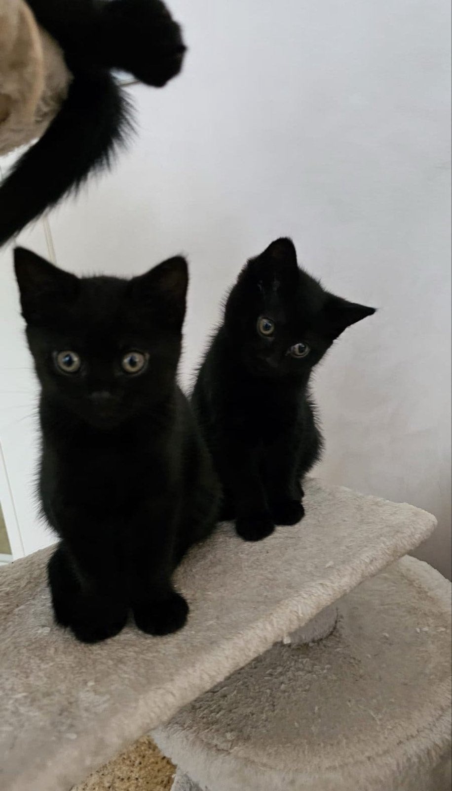 Gemengde raskittens, Meerdere dieren