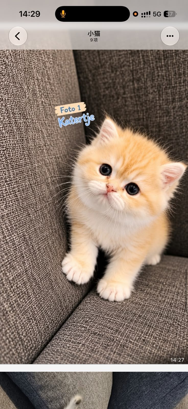 Britse korthaar kittens, Dieren en Toebehoren