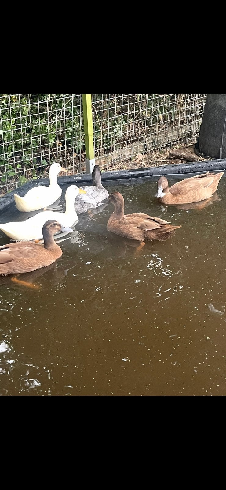 Mooie leuke eenden, Dieren en Toebehoren, Meerdere dieren, Eend