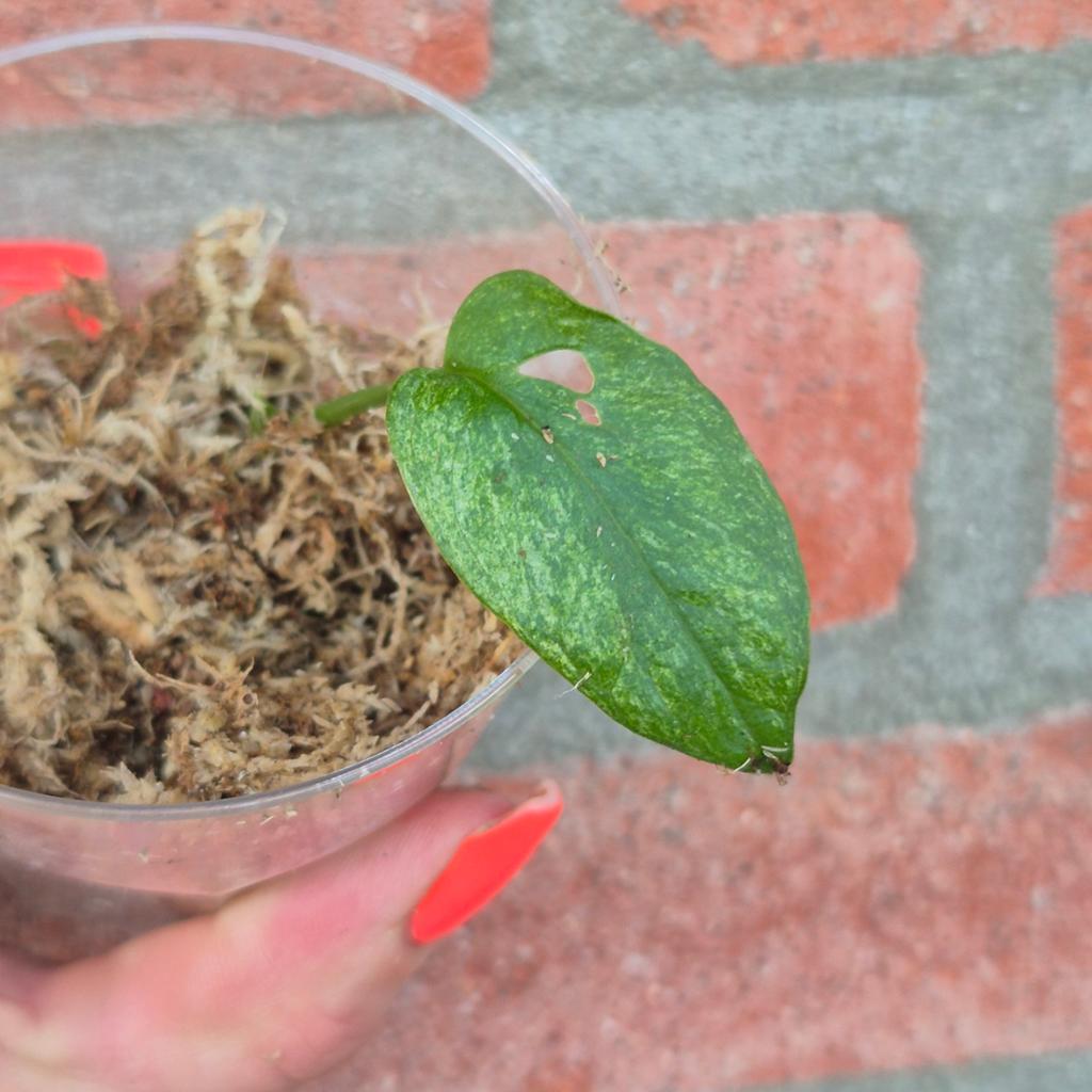 Monstera adansonii mint #2, Ophalen of Verzenden, Halfschaduw, Minder dan 100 cm