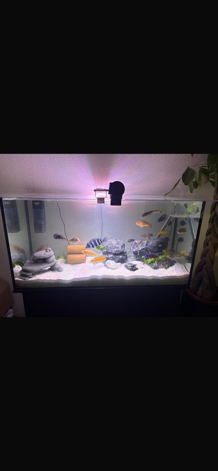 Aquarium met kast, Dieren en Toebehoren, Vissen | Aquaria en Toebehoren, Ophalen, Zo goed als nieuw, Leeg aquarium, Juwel