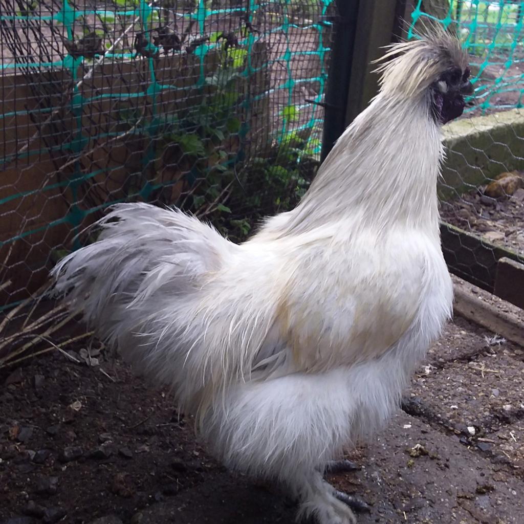 zeiderhoenhaantje, Dieren en Toebehoren, Pluimvee, Mannelijk, Kip