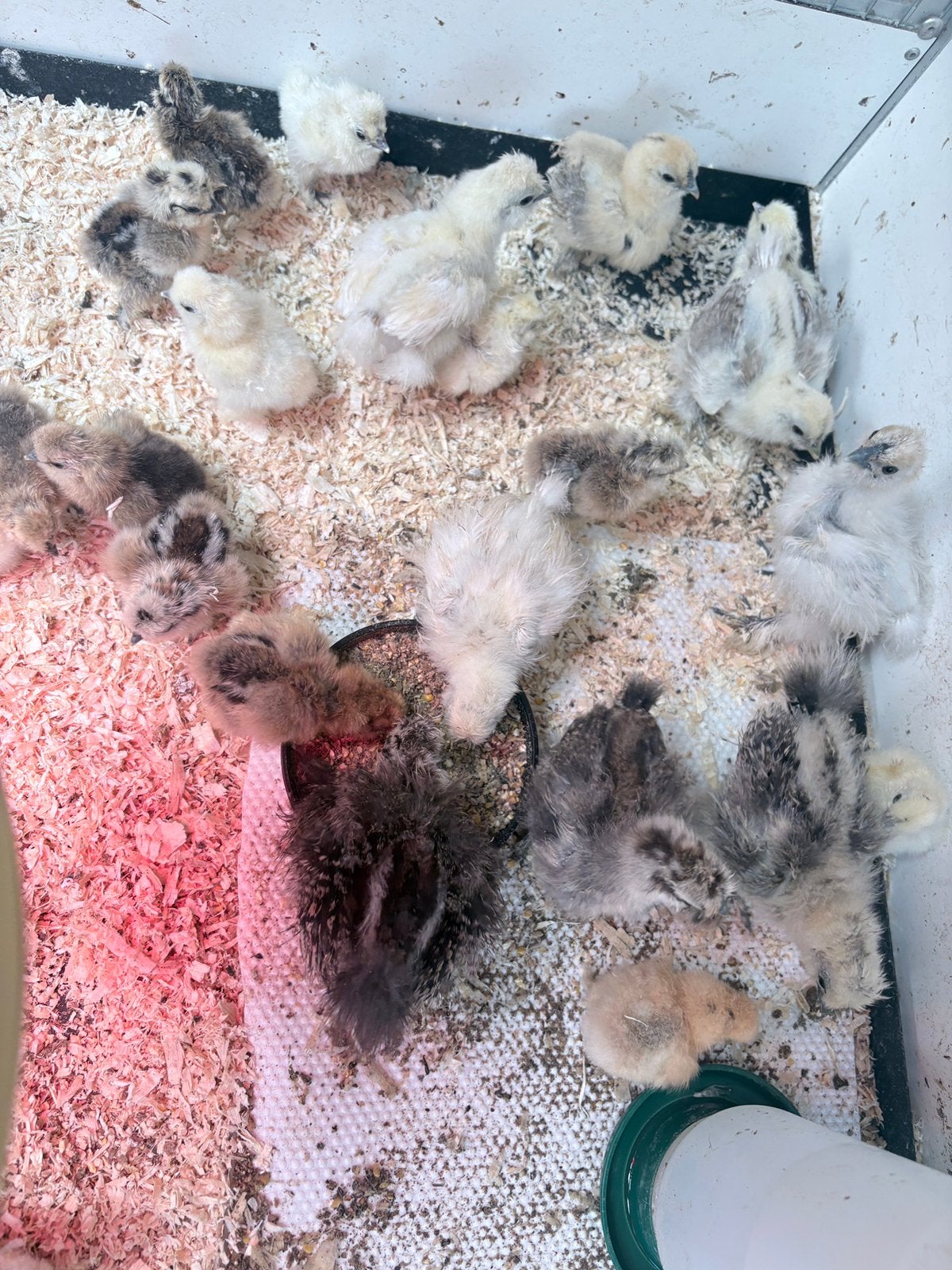 Kuikens USA zijdehoen, Dieren en Toebehoren, Pluimvee, Meerdere dieren, Kip