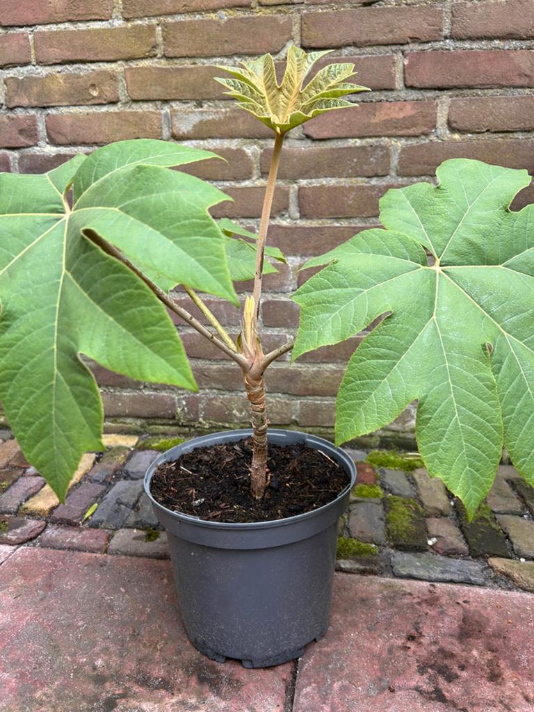 Rijstpapier plant (Tetrapanax), Overige soorten, Volle zon, Vaste plant, Ophalen of Verzenden