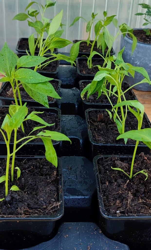 Moestuin plantjes Hete pepers, paprika, tomaat, broccoli,, Ophalen, Volle zon, Groenteplanten, Eenjarig
