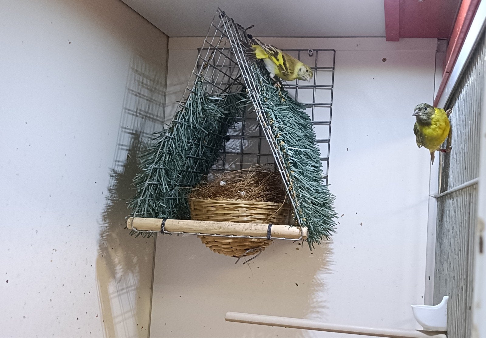 Zwartkopsijzen mutatie, Dieren en Toebehoren, Vogels | Overige Vogels, Meerdere dieren, Tropenvogel, Geringd