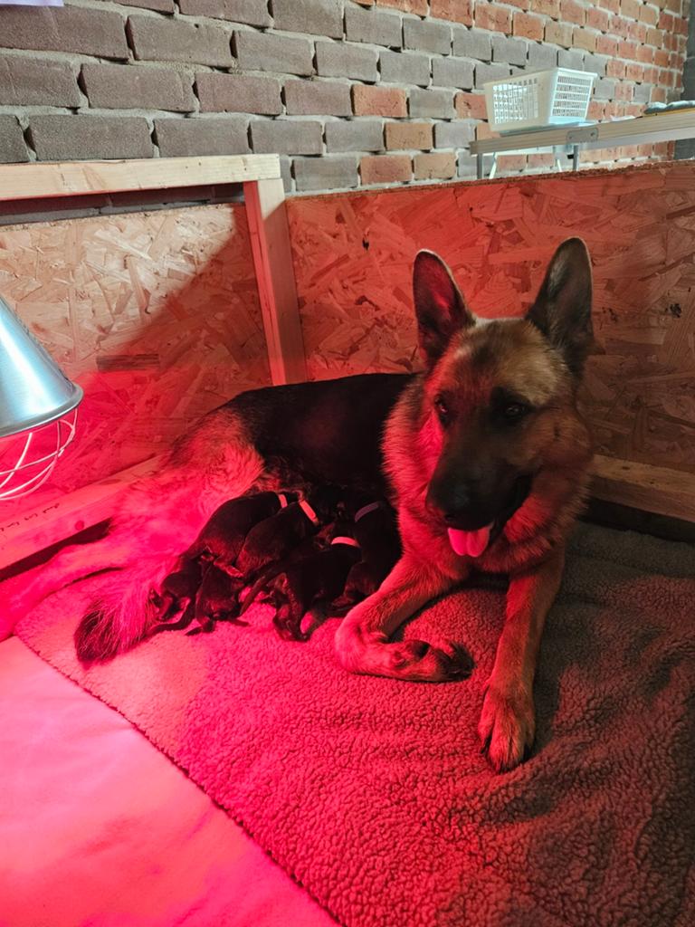Raszuivere Duitse Herder pups, Dieren en Toebehoren, Honden | Herdershonden en Veedrijvers, Parvo, 8 tot 15 weken, Meerdere, Meerdere dieren