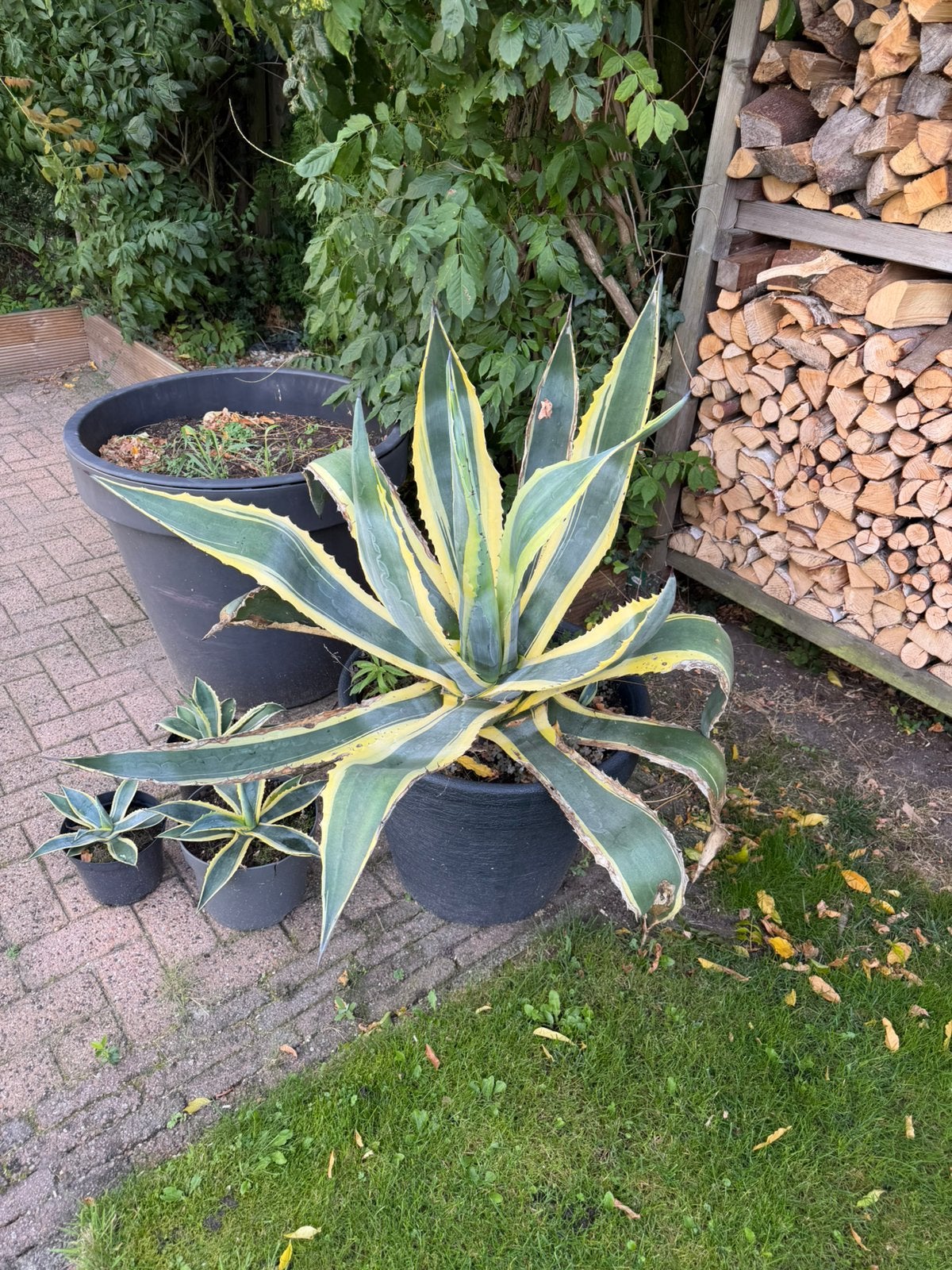 Agave diverse formaten in pot, Volle zon, Vaste plant, Bloeit niet, Ophalen