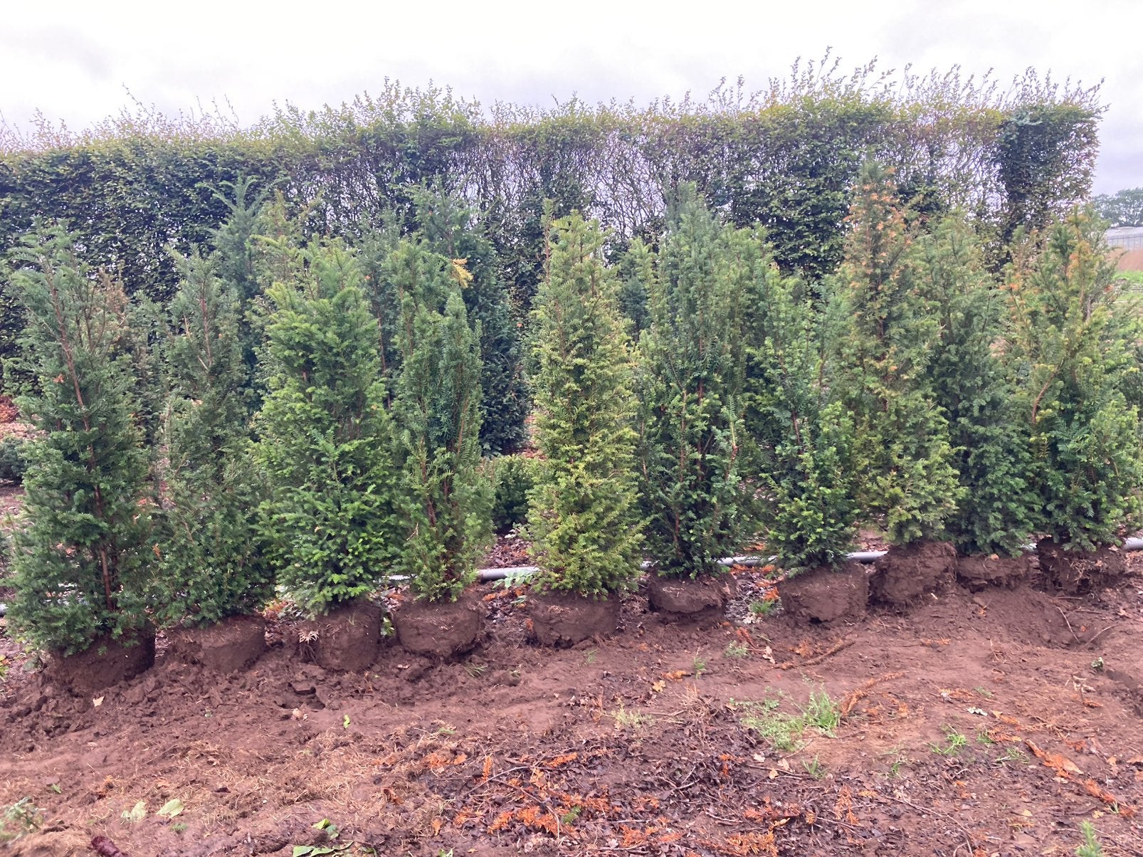 10 taxus 140-150 hoog zeer goedkoop, Ophalen, Taxus, Struik