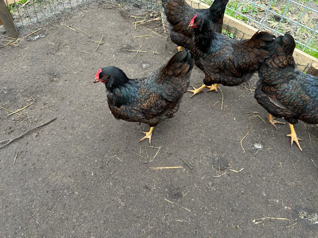 Barnevelder hen goud gezoomd 8 maanden, Dieren en Toebehoren, Pluimvee, Vrouwelijk, Kip