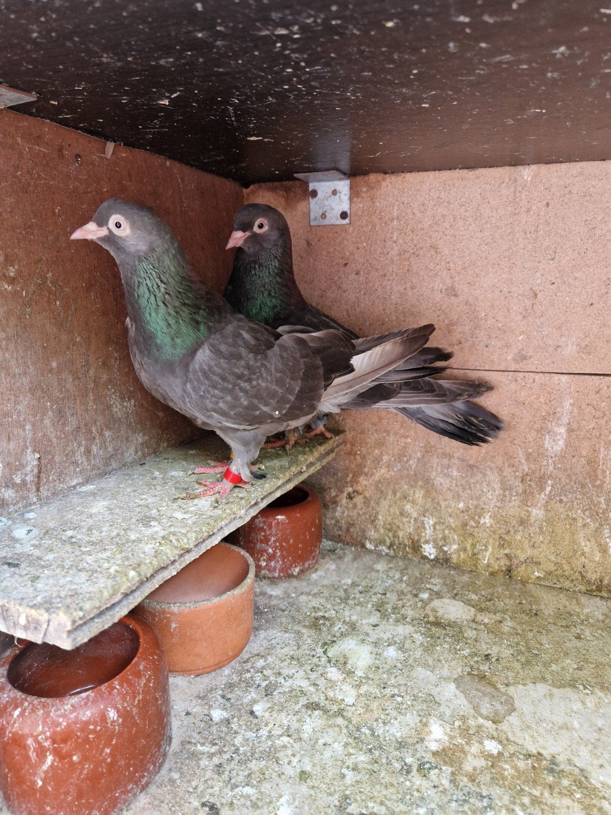 irakse takla duiven 1 koppel 60 euro, Dieren en Toebehoren, Vogels | Duiven, Meerdere dieren, Overige soorten